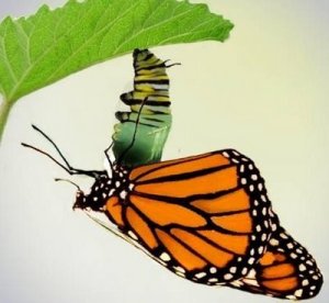 caterpillar-to-butterfly-2
