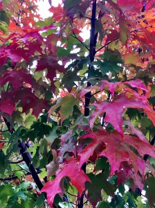 one tree seen on my walk today. Couldn't quite decide which season it was in.