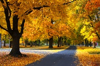 Manito Blvd IMG_9944 d