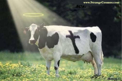 holycow