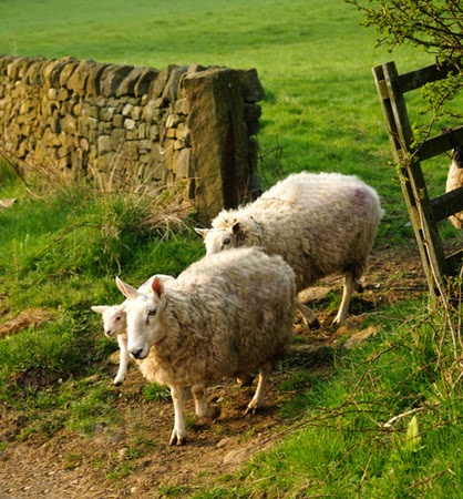 sheepgate.jpg